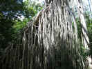 Curtain Fig Tree