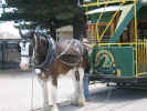 Horse Tram 3