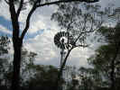 Windmill - Undara